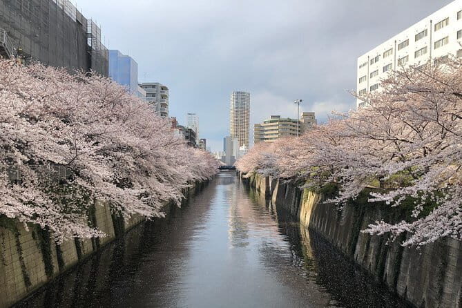 A Dreamy and Delicious Day in Tokyo - Key Highlights You’ll Feel on This Walk