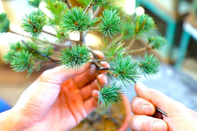 Bonsai Tour & Experience at the Most Sacred City for Bonsai in JP - The 2 hours 30 minutes plan: simple, focused, and paced