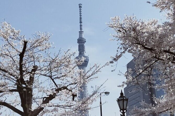 Cherry Blossom Highlights, Asakusa, Ueno, Imperial Palace Garden - Key Highlights You’ll Actually Feel
