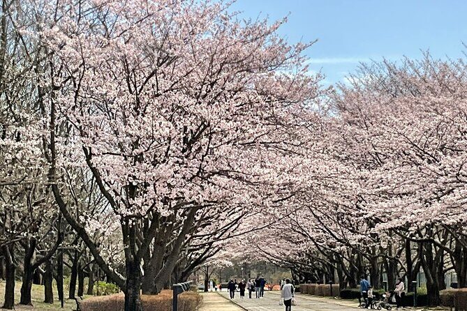 Cherry Blossom Highlights, Asakusa, Ueno, Imperial Palace Garden - The Cherry Blossom Route That Links Imperial Palace to Ueno