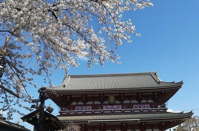 Cherry Blossom Highlights, Asakusa, Ueno, Imperial Palace Garden - Ueno Park: Thousand-Tree Viewing With Shinobazu Pond