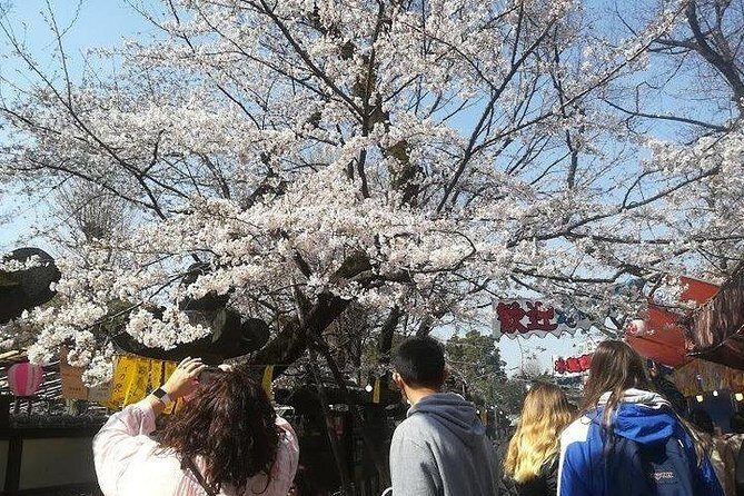Cherry Blossom Highlights, Asakusa, Ueno, Imperial Palace Garden - How the Guide Helps You Use Public Transit (Without Stress)