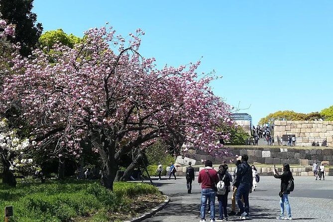 Cherry Blossom Highlights, Asakusa, Ueno, Imperial Palace Garden - Tsukiji Fish Market: A Market Stop Made for Real Sushi Decisions