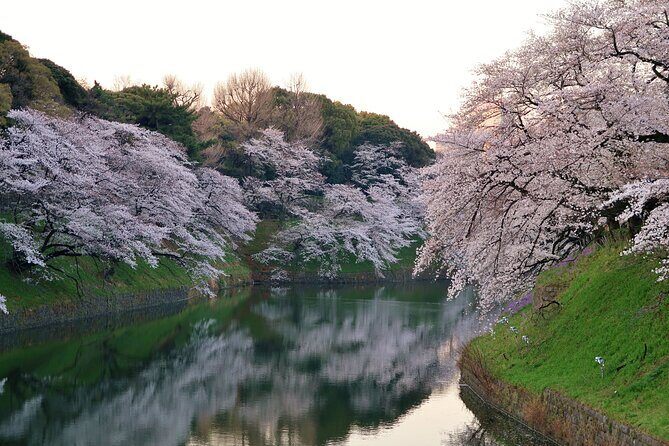 Cherry Blossom Private Tour - Sakura Season Strategy: Why Private Beats Guessing
