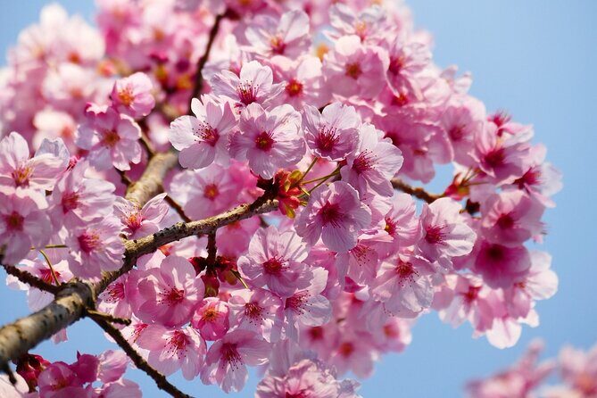 Cherry Blossom Private Tour - Stop-by-Stop Cherry Blossom Plan: Imperial Palace, Akasaka, Roppongi, and Zojo-ji