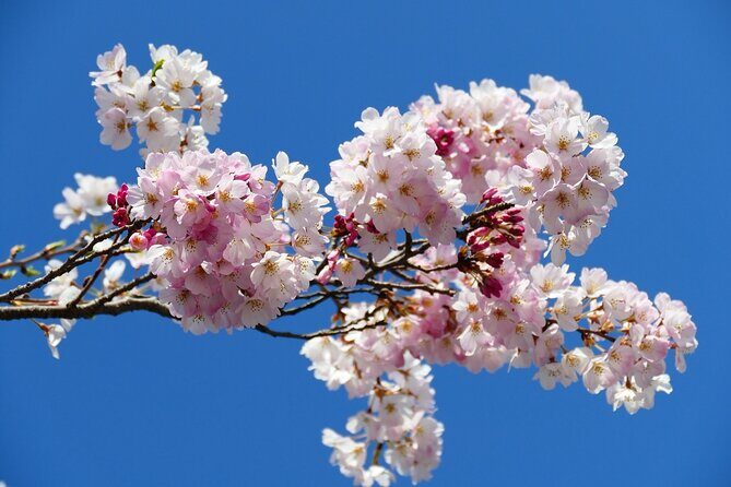 Cherry Blossom Private Tour - Your Guide: Adjusting for Season and Answering Your Real Questions