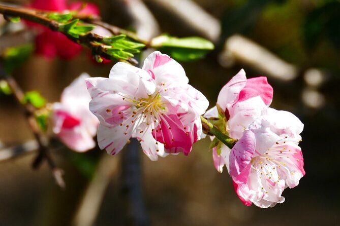 Cherry Blossom Private Tour - What You’ll Experience (and What You Might Not)