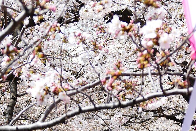 Cherry Blossom Private Tour - Price and Group Size: What $559 Means in Real Life