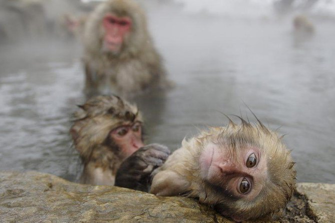 Day Trip to See the Snow Monkeys from Shinjuku with Lunch Buffet - Key points that matter before you go