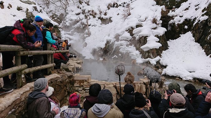 Day Trip to See the Snow Monkeys from Shinjuku with Lunch Buffet - The guide experience: audio narration, escort help, and the real value of timing