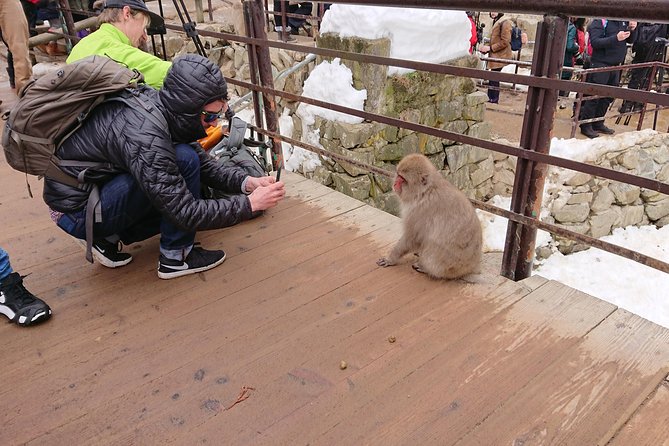 Day Trip to See the Snow Monkeys from Shinjuku with Lunch Buffet - Camera and photo tips for monkey hot-spring viewing