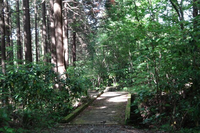 Easygoing Nature Walk in Hakone Tour - Price Check: Why $39.19 Is Good Value for Hakone