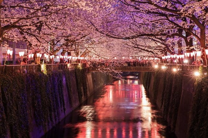 Evening Hanami (Cherry Blossom) Experience with a Local - Key takeaways before you go