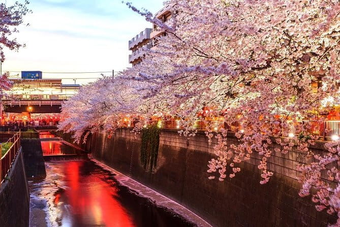 Evening Hanami (Cherry Blossom) Experience with a Local - Tokyo After Dark: What Evening Hanami Really Brings
