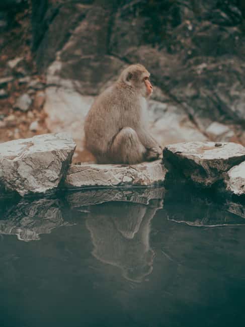 F: Tokyo:Nagano snow monkey/Zenko Ji temple private day tour - Private pickup, luxury vehicles, and a day that moves at your pace