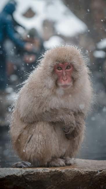 F: Tokyo:Nagano snow monkey/Zenko Ji temple private day tour - Jigokudani Monkey Park: hot-spring macaques and why timing matters