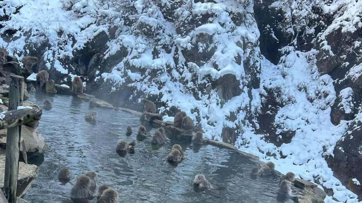 F: Tokyo:Nagano snow monkey/Zenko Ji temple private day tour - Yudanaka lunch break and Obuse crafts for that local flavor