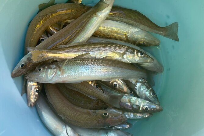 Fishing with Mt. Fuji Views and Japanese Home Cooking Experience - Price and value: $247.14, plus the boat fee on the day