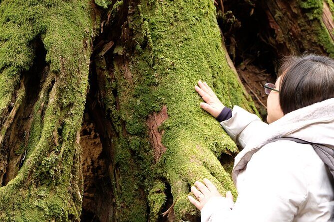 Forest Bathing in Temple and Enjoy onsen with healing power - Who this 6-hour cedar forest day is best for