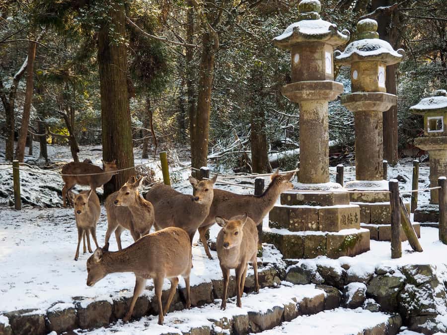 From Osaka: Kyoto & Nara Highlights Day Tour (7 attractions) - Kiyomizu-dera: that wooden stage view over Kyoto