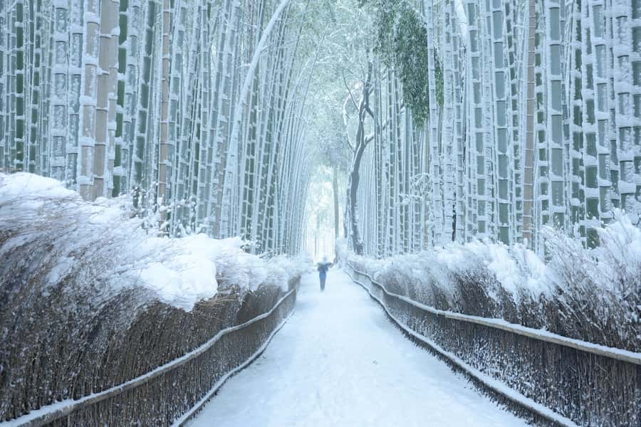 From Osaka: Kyoto & Nara Highlights Day Tour (7 attractions) - Guides and the kind of support that makes or breaks a day