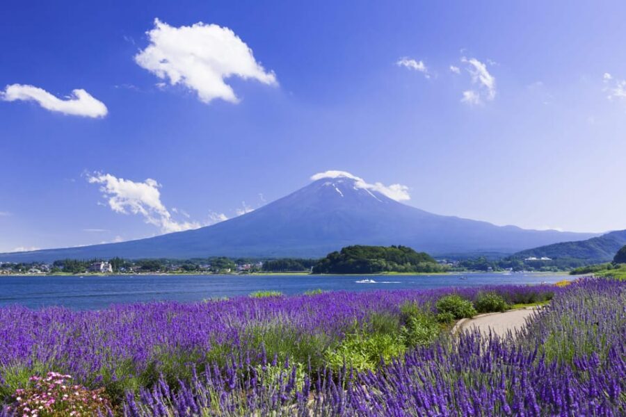 From Tokyo: Fuji Mountain Area - FujiQ - Lake Kawaguchiko - Chureito Pagoda - Oishi Park: The Mount Fuji Framed by Flowers Stop