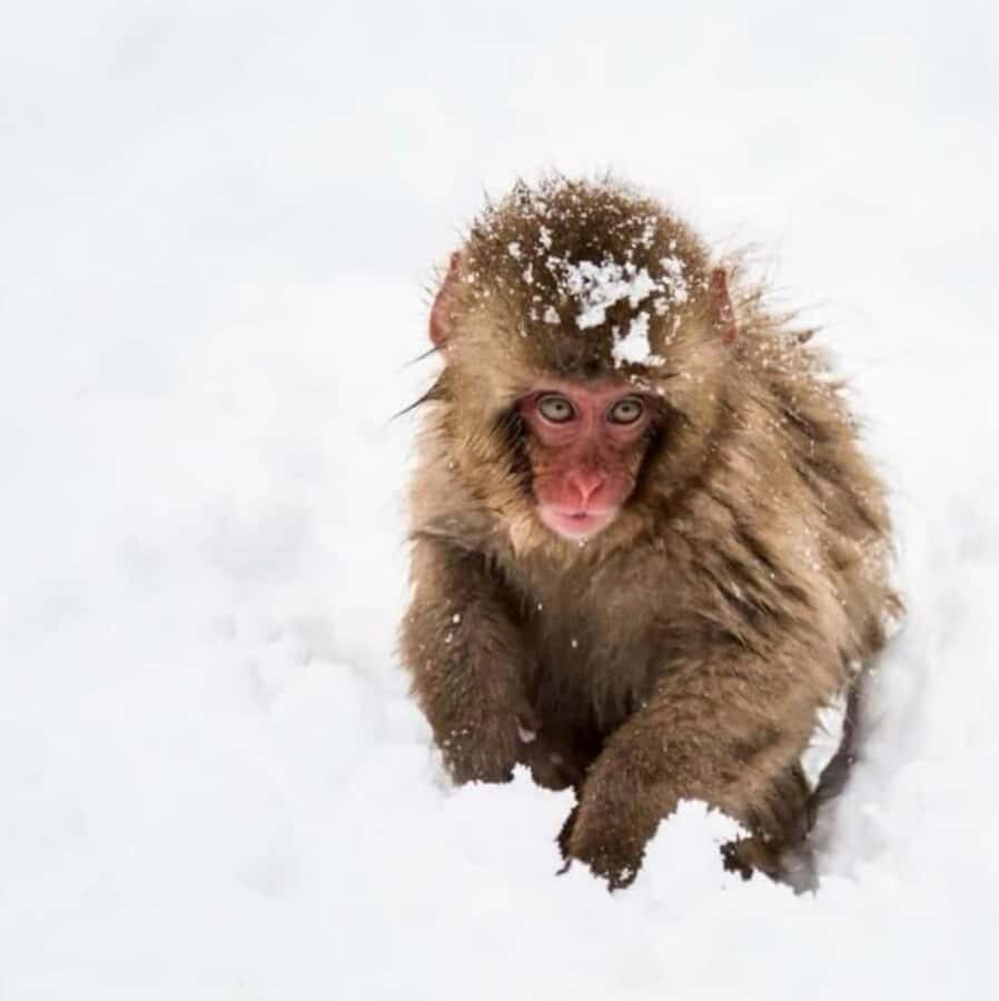 From Tokyo: Nagano Full Day Private Snow Monkey Park Tour - Door-to-Door Luxury From Tokyo to Nagano