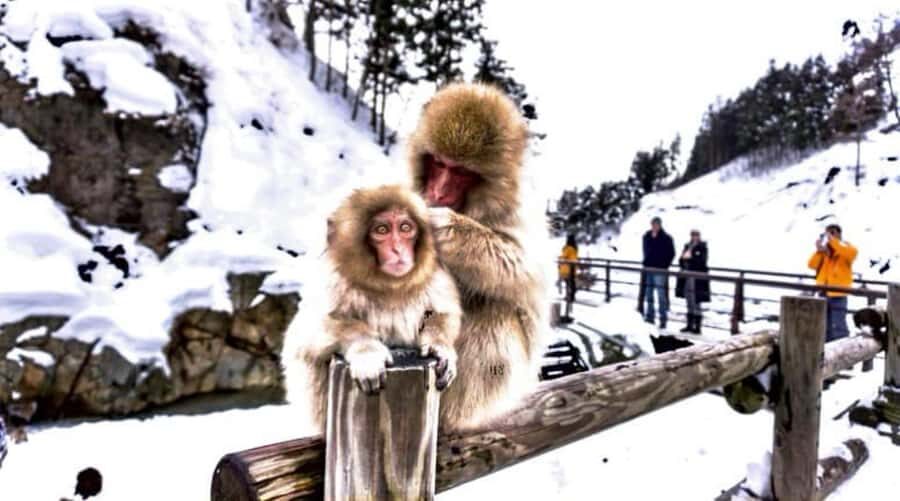 From Tokyo: Nagano Full Day Private Snow Monkey Park Tour - Zenkoji Temple in Nagano: Sanmon Gate to the Amida Buddha