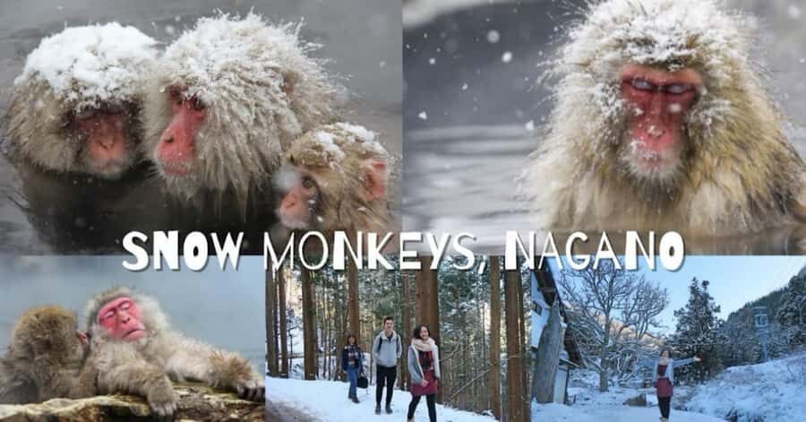 From Tokyo: Nagano Full Day Private Snow Monkey Park Tour - A Miso Brewery Stop: Learning the Process Behind the Flavor
