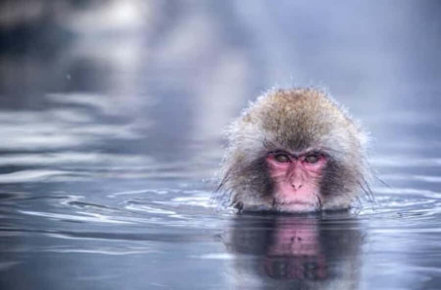 From Tokyo: Nagano Full Day Private Snow Monkey Park Tour - Price and Value: What $455 Per Group Buys You