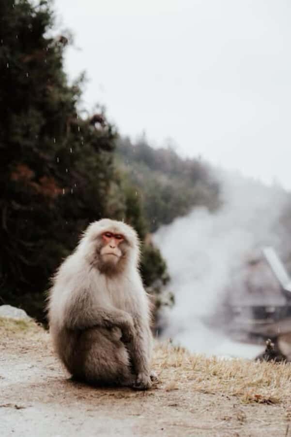 From Tokyo: Nagano Full Day Private Snow Monkey Park Tour - FAQ