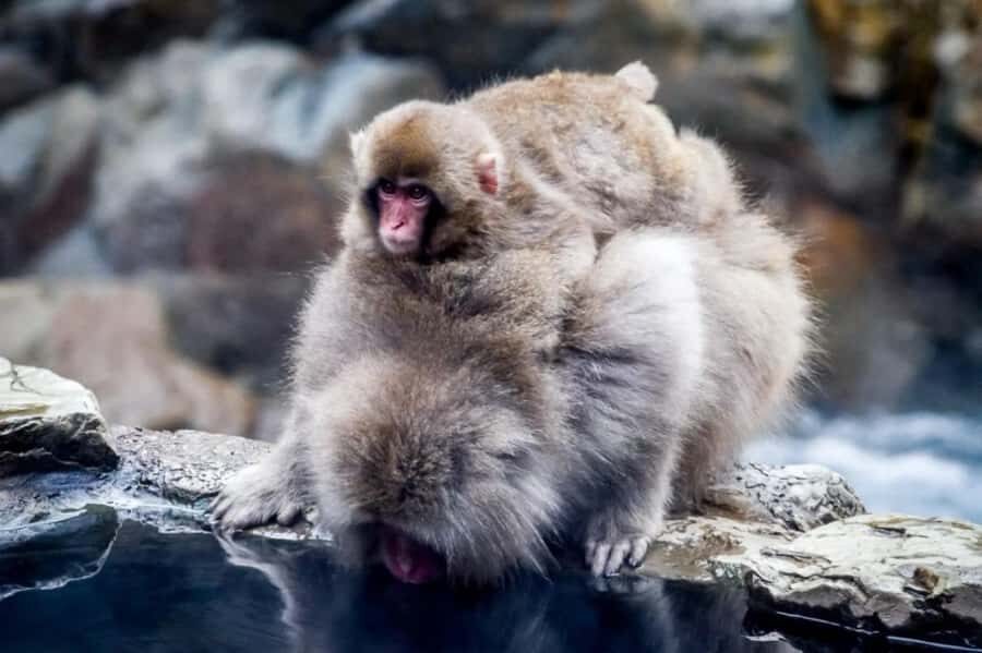 From Tokyo: Nagano Full Day Private Snow Monkey Park Tour - Jigokudani Snow Monkey Park: The Forest Walk and Hot Spring Moment