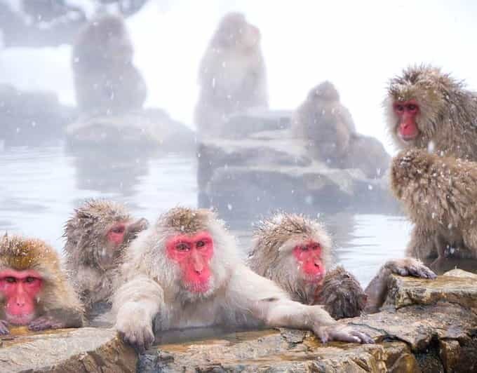 From Tokyo/Nagano : Private Snow Monkeys Park Full Day Trip - The Tokyo-to-Nagano Road Trip That Actually Feels Worth the Time