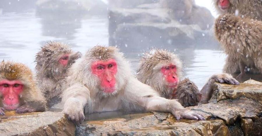 From Tokyo/Nagano : Private Snow Monkeys Park Full Day Trip - Zenkoji Temple: The Buddha Statue Stop You’ll Actually Remember