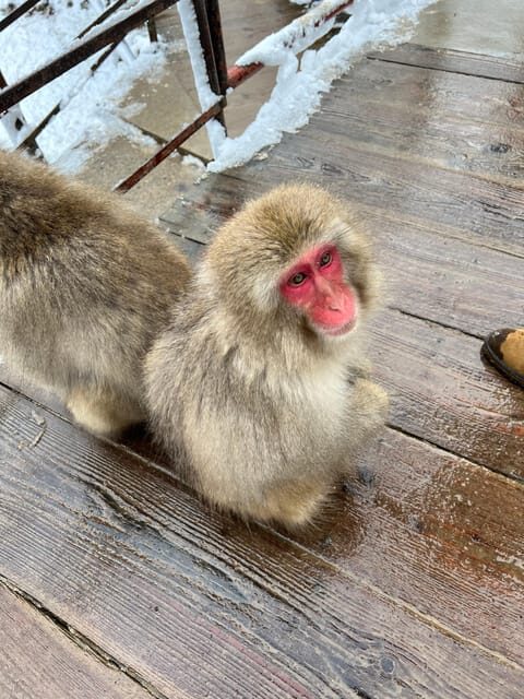 From Tokyo: Nagano Snow Monkey Park Zenkoji Temple Day Trip - Key highlights worth planning around