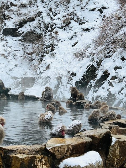 From Tokyo: Nagano Snow Monkey Park Zenkoji Temple Day Trip - Jigokudani Snow Monkey Park: the up-close hot spring viewing