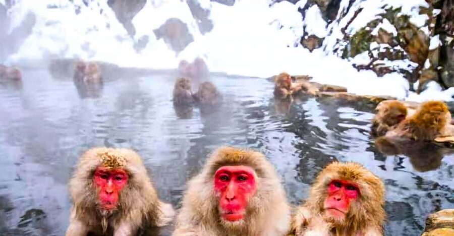 From Tokyo: Nagano Snow Monkey Park Zenkoji Temple Day Trip - Obuse and Matsushiro ruins: the calm between big-ticket stops