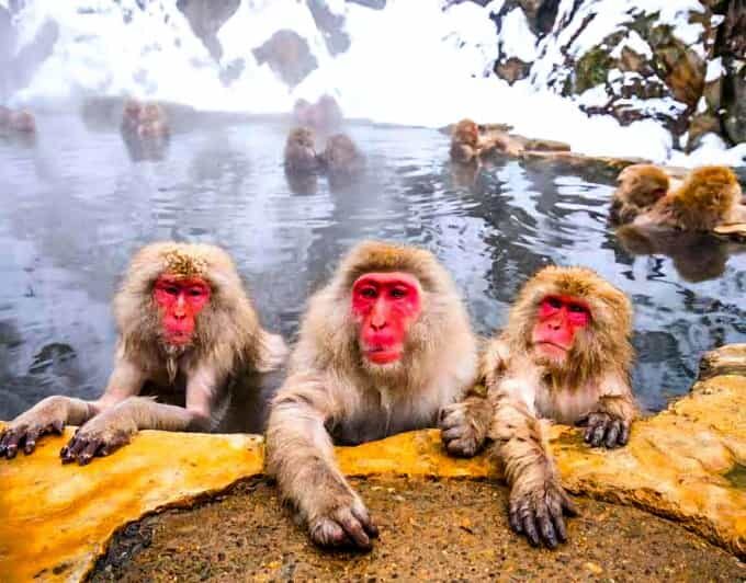 From Tokyo: Nagano Snow Monkey Park Zenkoji Temple Day Trip - Price and value: $522 per group up to 5