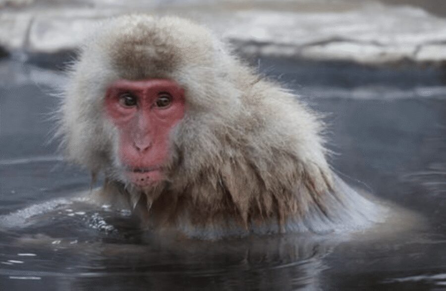 From Tokyo: Private Day Trip to Snow Monkey & Zenkoji - A one-day escape to Nagano: what this trip really gives you