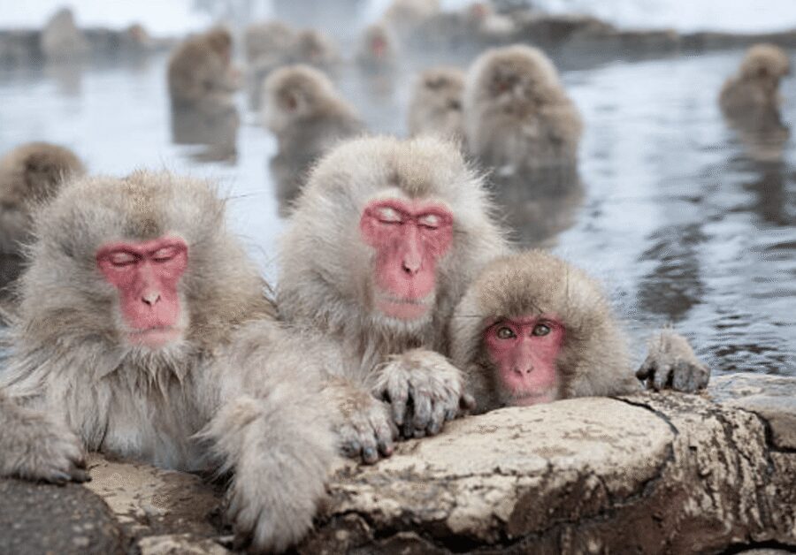From Tokyo: Private Day Trip to Snow Monkey & Zenkoji - Who this tour fits best