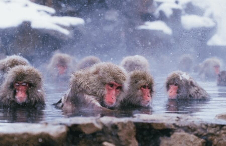 From Tokyo: Private Day Trip to Snow Monkey & Zenkoji - Should you book this Snow Monkey & Zenkoji day trip?