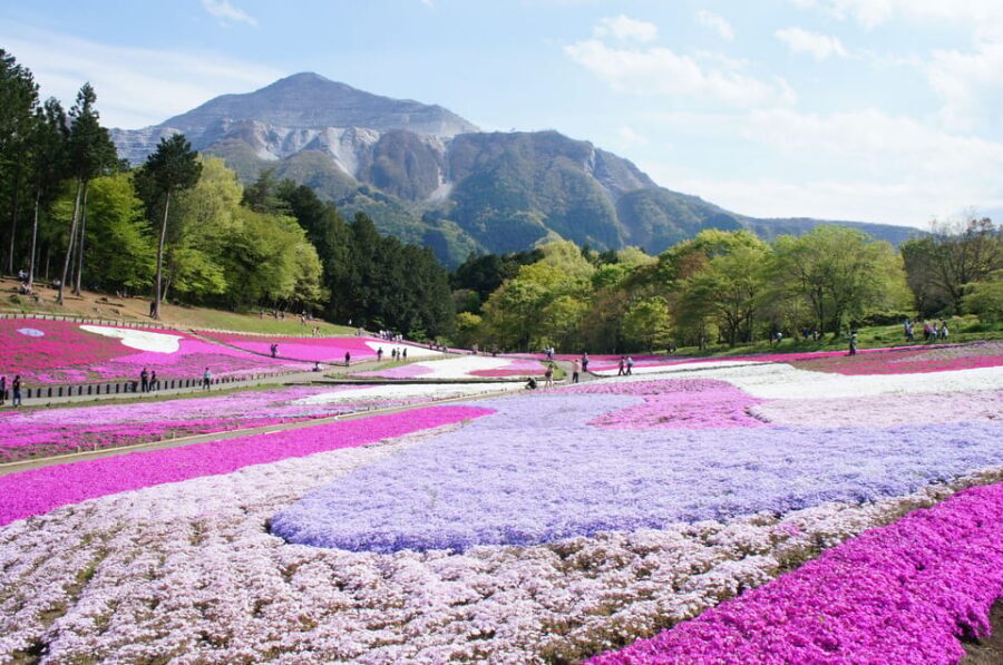 From Tokyo: Seibu Railway 1 Day Pass and Nagatoro - Price and value: why $9 can work for you