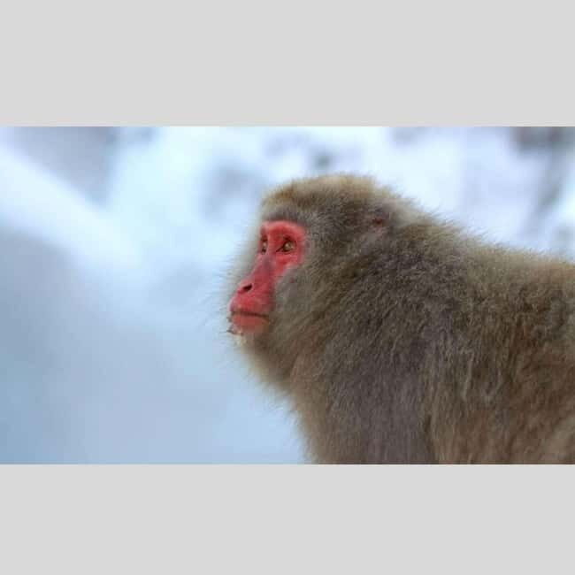 From Tokyo: Snow Monkey Park and Miso Production Day Tour - Zenko-ji Temple in Nagano: short, focused, and easier to enjoy