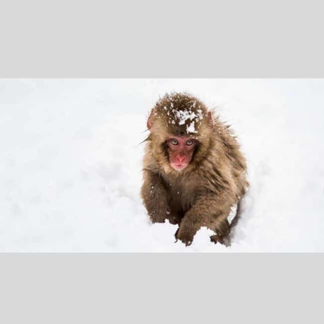 From Tokyo: Snow Monkey Park and Miso Production Day Tour - Obuse for miso production: the kind of stop you’ll remember after dinner