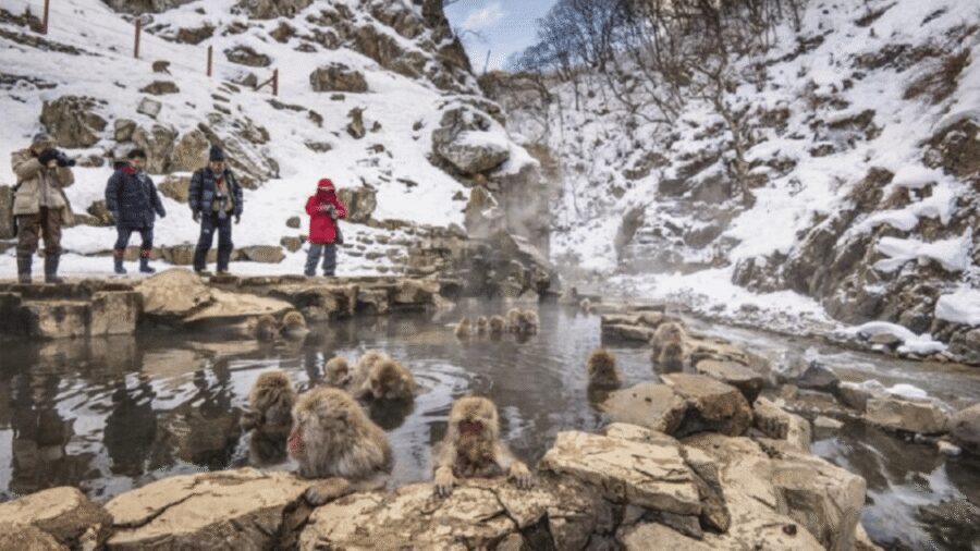 From Tokyo: Snow Monkey Park and Miso Production Day Tour - Price and logistics: why this doesn’t feel like a compromise