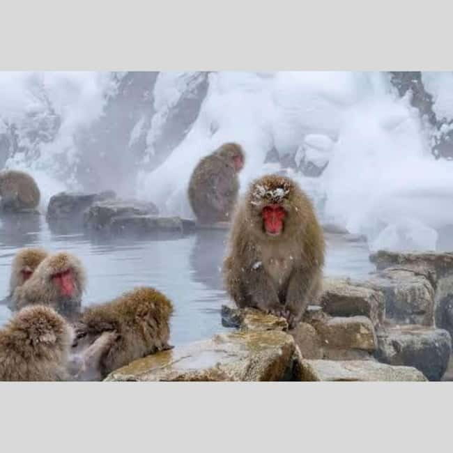 From Tokyo: Snow Monkey Park and Miso Production Day Tour - What the guides actually add: more than driving, less than a lecture