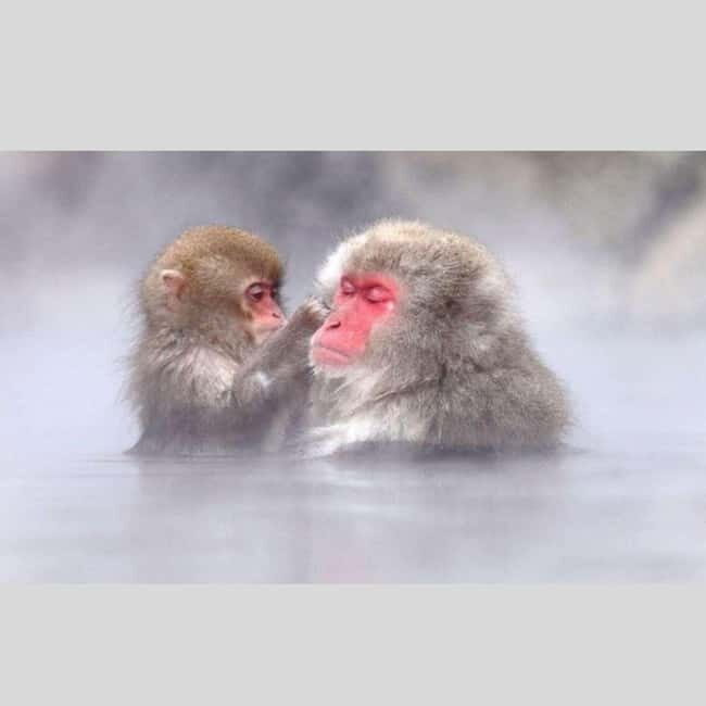 From Tokyo: Snow Monkey Park and Miso Production Day Tour - Jigokudani Monkey Park: when the walk feels scary, but the payoff is huge