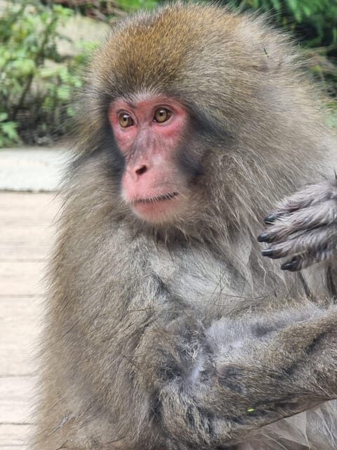 From Tokyo: Snow Monkey Private Customize Day Tour - Key Highlights You’ll Actually Feel