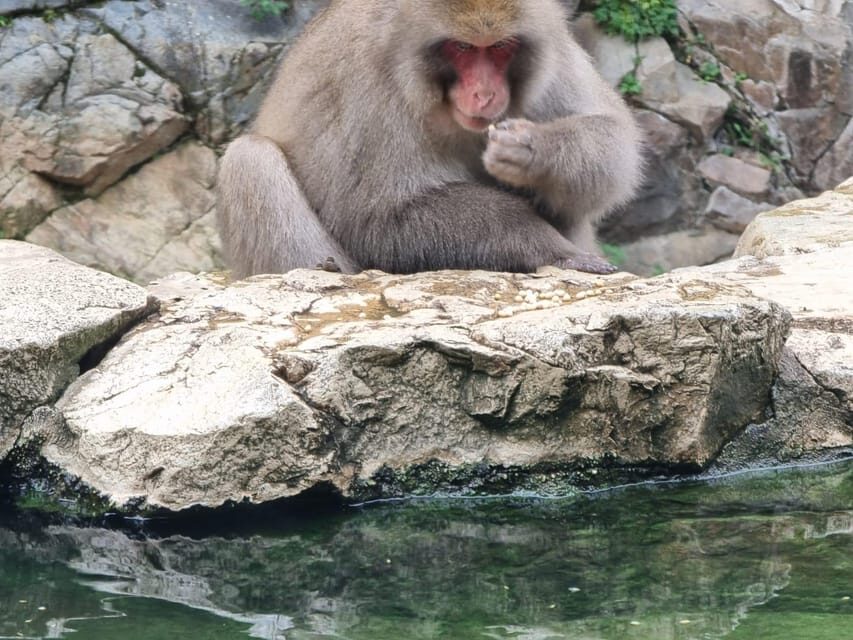 From Tokyo: Snow Monkey Private Customize Day Tour - Jigokudani Snow Monkey Park: Your 1-Hour Shot at the Real Thing