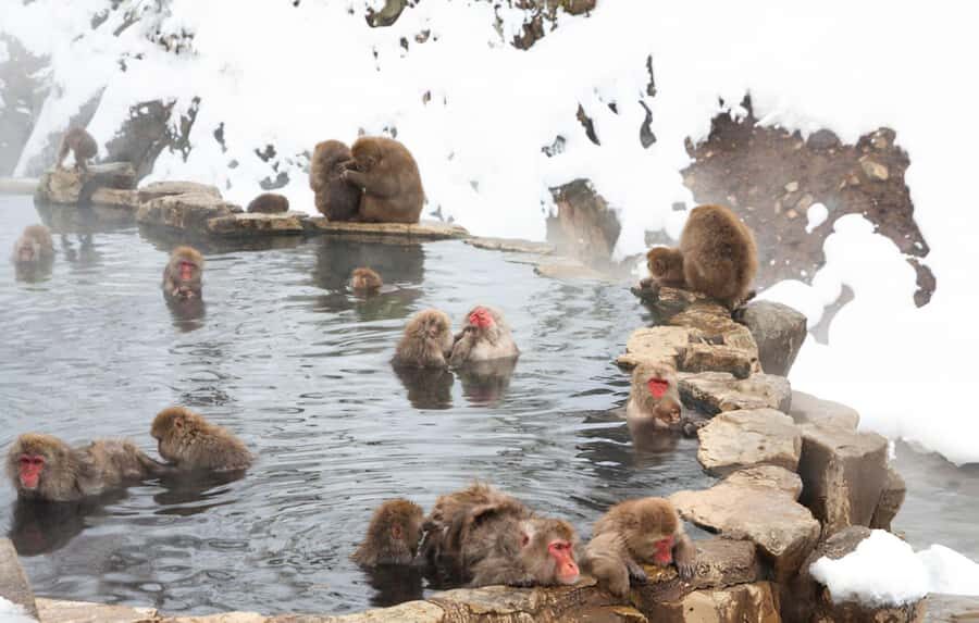 From Tokyo: Snow Monkeys and Zenkoji Temple Day Trip - Watching wild snow monkeys soak and socialize